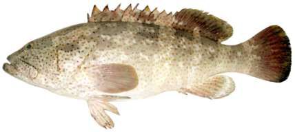 Epinephelus coioides