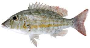 Lethrinus obsoletus