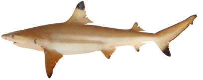 Carcharhinus melanopterus