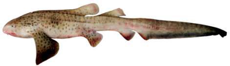 Stegostoma fasciatum