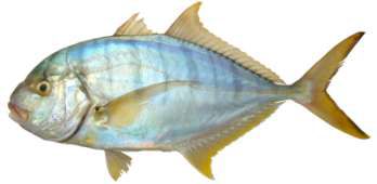 Gnathanodon speciosus