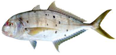 Gnathanodon speciosus