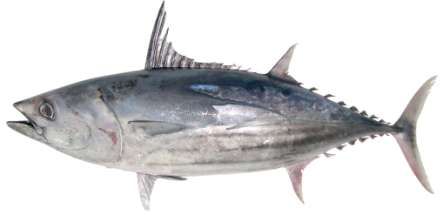 Katsuwonus pelamis