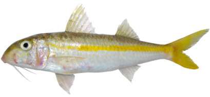 Mulloidichthys flavolineatus