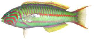 Thalassoma rueppellii