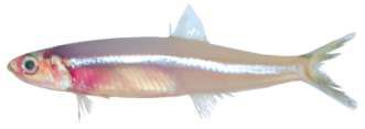 Stolephorus indicus