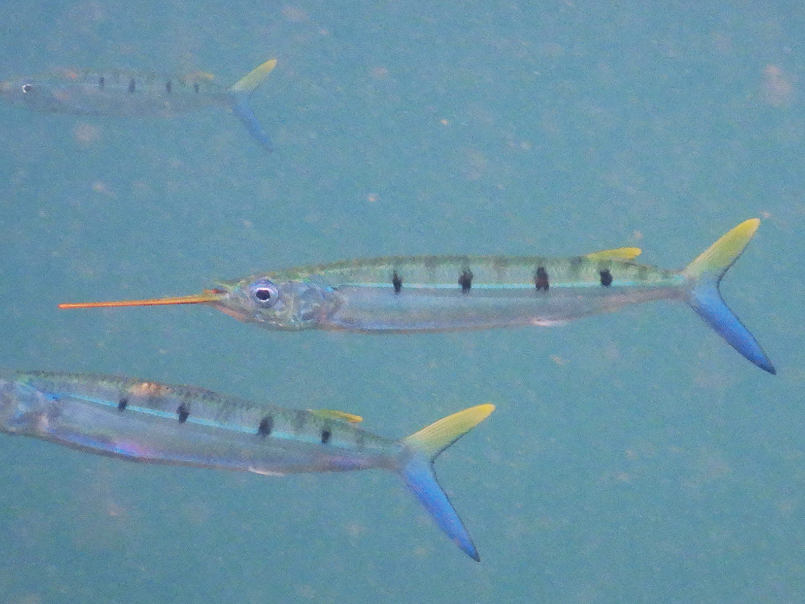 Hemiramphus far