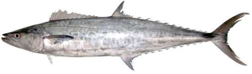 Scomberomorus commerson