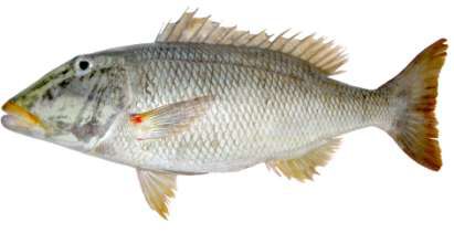 Lethrinus xanthochilus