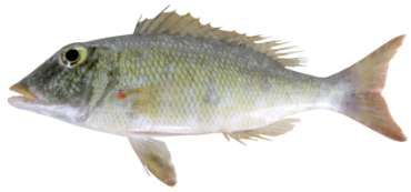 Lethrinus xanthochilus