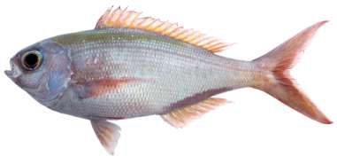 Paracaesio xanthura