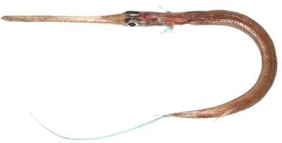 Fistularia petimba