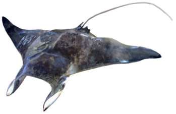 Mobula eregoodootenk