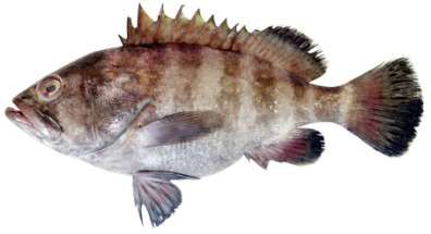 Hyporthodus octofasciatus