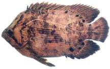 Lobotes surinamensis