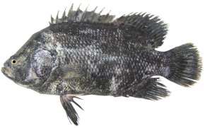 Lobotes surinamensis