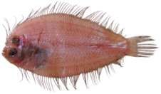 Bothus pantherinus