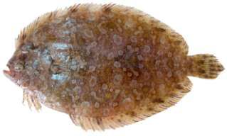 Bothus pantherinus