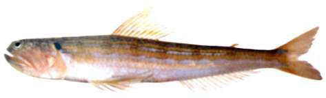 Trachinocephalus myops
