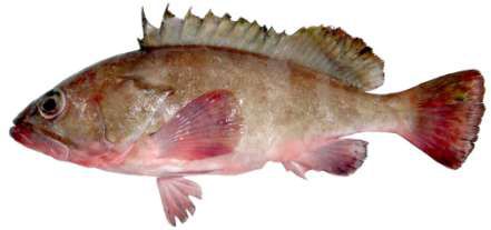 Epinephelus fasciatus