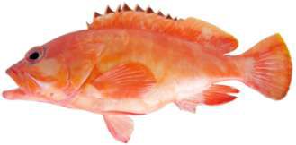 Epinephelus fasciatus