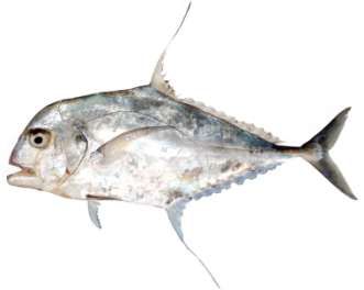 Alectis ciliaris