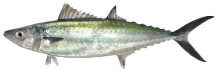 Grammatorcynus bilineatus