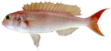 Nemipterus zysron