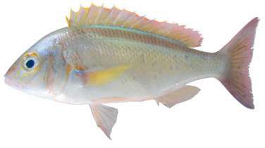 Scolopsis taeniata