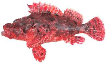 Scorpaenopsis oxycephala
