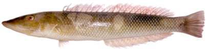 Cheilio inermis
