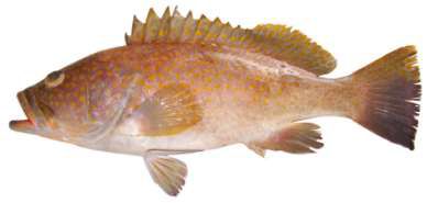 Epinephelus bleekeri