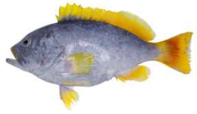 Epinephelus flavocaeruleus