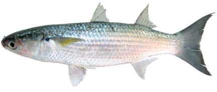Valamugil seheli
