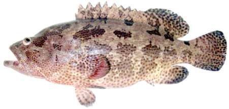 Epinephelus fuscoguttatus