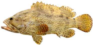 Epinephelus fuscoguttatus