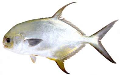 Trachinotus blochii