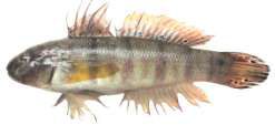 Amblygobius albimaculatus