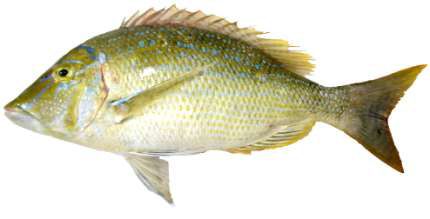Lethrinus nebulosus