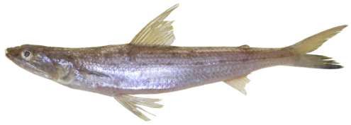 Saurida undosquamis
