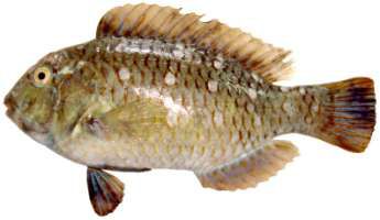 Chlorurus sordidus