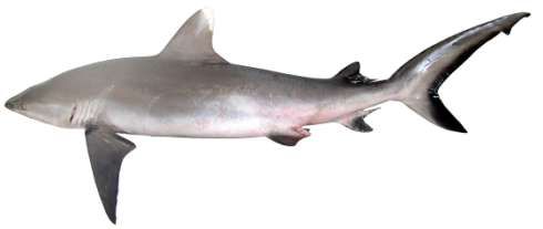 Carcharhinus amblyrhynchos