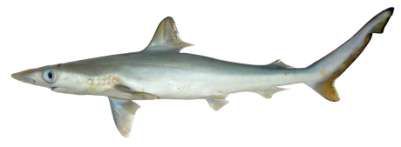 Carcharhinus amblyrhynchos