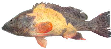 Epinephelus chlorostigma