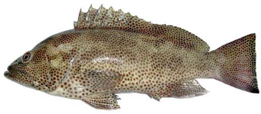 Epinephelus chlorostigma