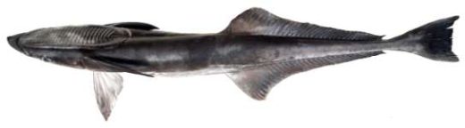 Remora remora