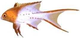 Bodianus anthioides