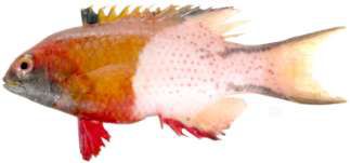 Bodianus anthioides