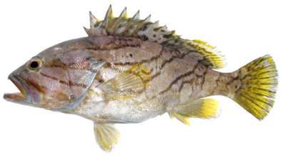 Epinephelus radiatus