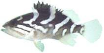 Epinephelus radiatus